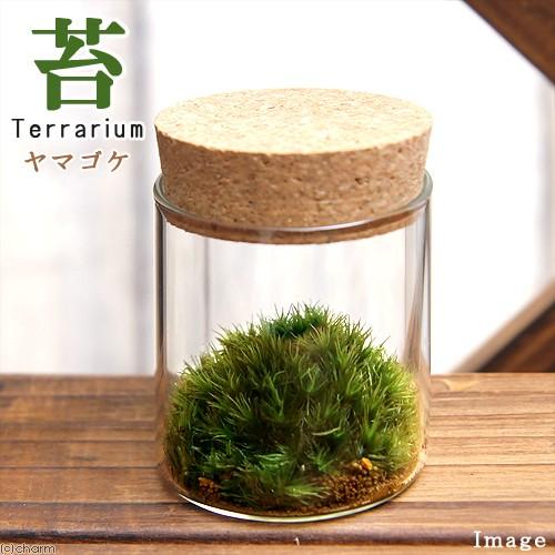 チャーム（charm） （観葉植物）苔Terrarium ヤマゴケ コルク
