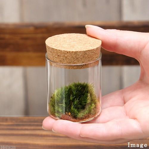 チャーム（charm） （観葉植物）苔Terrarium ヤマゴケ コルク