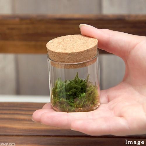 チャーム（charm） （観葉植物）苔Terrarium ハイゴケ コルク