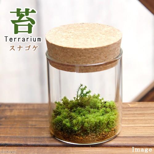 チャーム（charm） （観葉植物）苔Terrarium スナゴケ コルク