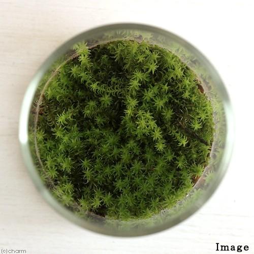 チャーム（charm） （観葉植物）苔Terrarium スナゴケ コルク