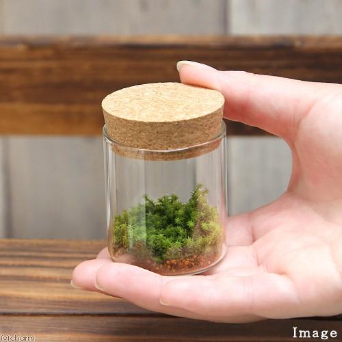 チャーム（charm） （観葉植物）苔Terrarium スナゴケ コルク