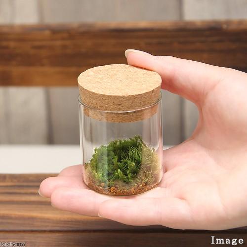 チャーム（charm） （観葉植物）苔Terrarium 苔3種セット