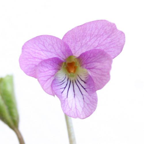 山野草 アケボノスミレ 曙菫 ３号 １ポット チャーム Charm Paypayモール店 通販 Paypayモール