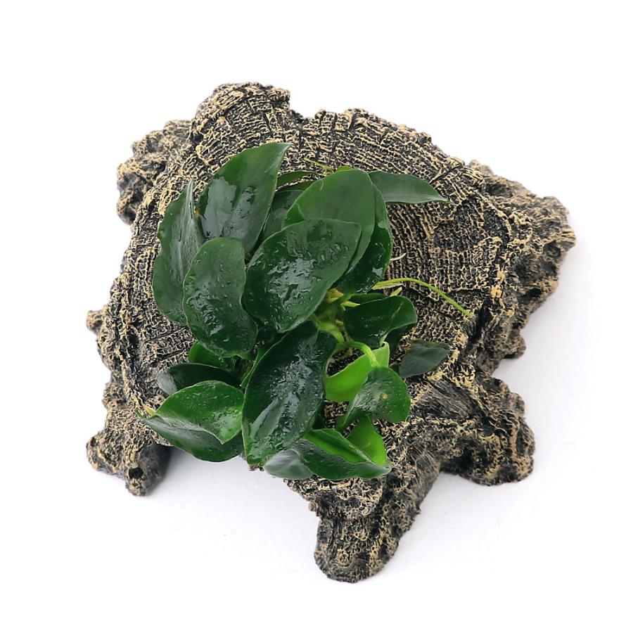 チャーム（charm） （水草）アヌビアスナナ プチ 切り株シェルター S
