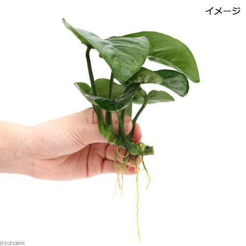 水草 アヌビアス バルテリー バタフライ 約１８ｃｍ ２５ｃｍ 本物保証 １株