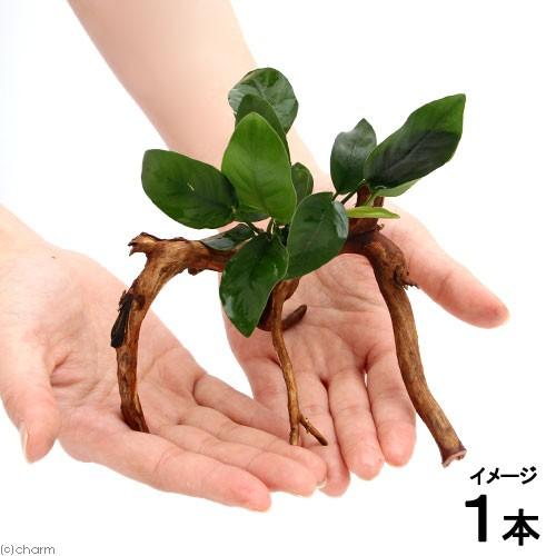 水草 アヌビアスナナ ブランチアーチ流木付 １本 約１５ｃｍ Belle Ile Nature Org