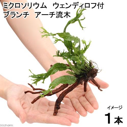 チャーム（charm） （水草）ミクロソリウム ウェンディロフ ブランチ