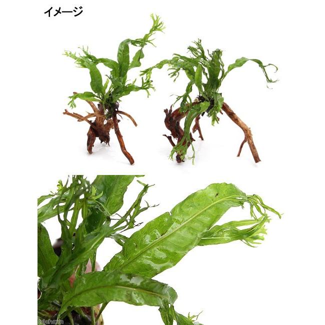 チャーム（charm） （水草）ミクロソリウム ウェンディロフ ブランチ