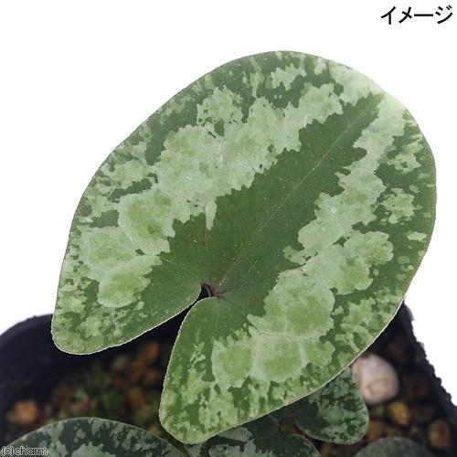 チャーム(ペット) (山野草)カントウカンアオイ(関東寒葵 チャーム(ペット) (山野草)カントウカンアオイ(関東寒葵