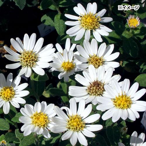 期間限定で特別価格 山野草 キク 菊 ハコネギク 箱根菊 ３号 １ポット Riosmauricio Com