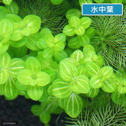 チャーム（charm） （水草）ドルマリア コルダータ 斑入（水上葉）（無