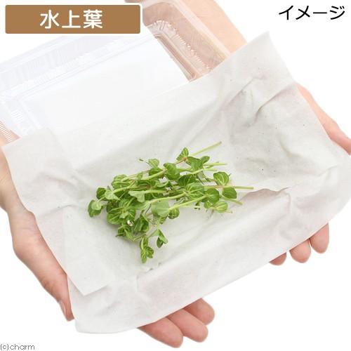 チャーム（charm） （水草）ドルマリア コルダータ 斑入（水上葉）（無