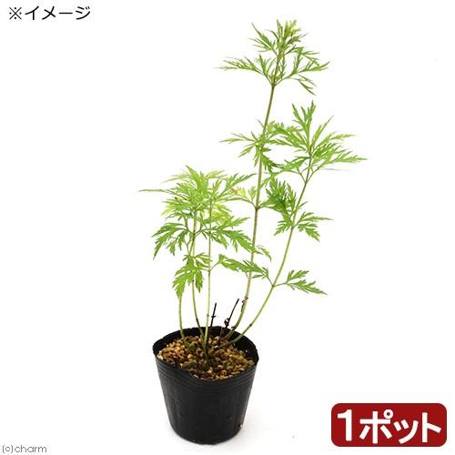 山野草 フジバカマ 藤袴 ハゴロモフジバカマ 羽衣藤袴 ３号 １ポット チャーム Charm Paypayモール店 通販 Paypayモール