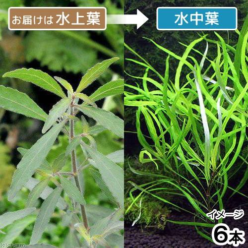 チャーム（charm） （水草）テンプルプラント ナローリーフ（水上葉