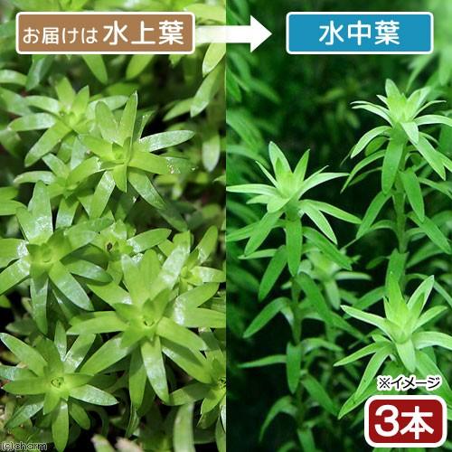 水草 スターレンジ ジュルア 新生活 水上葉 ３本 無農薬