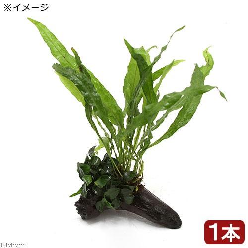 チャーム（charm） （水草）アヌビアスナナ プチ＆ミクロソリウム