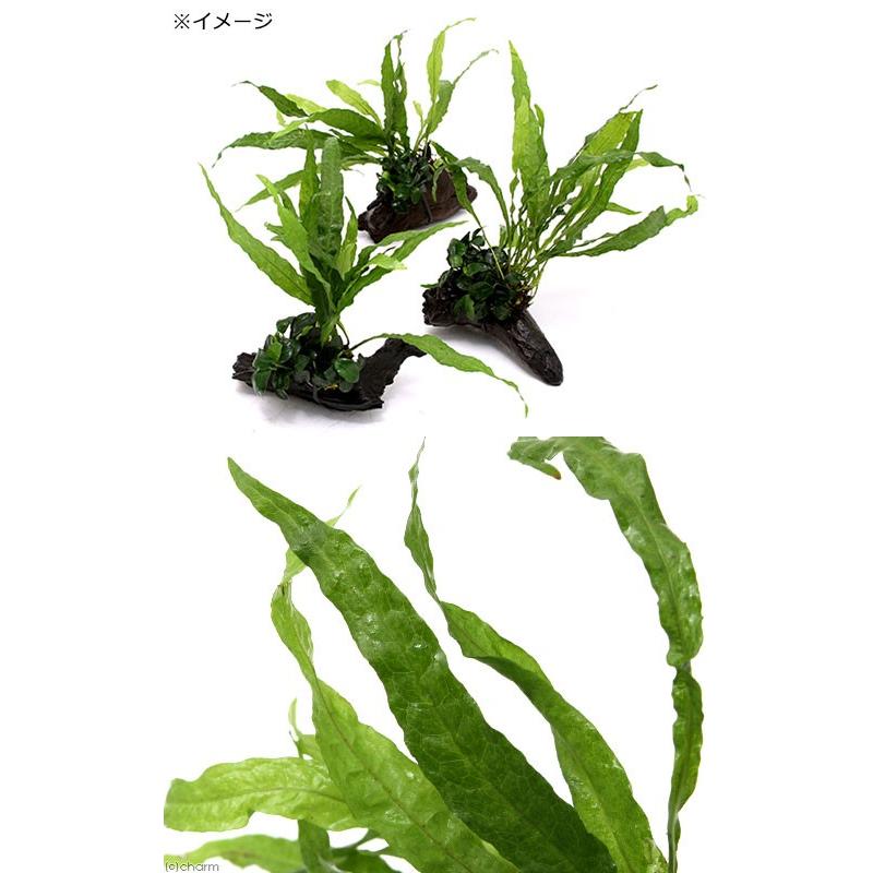 チャーム（charm） （水草）アヌビアスナナ プチ＆ミクロソリウム