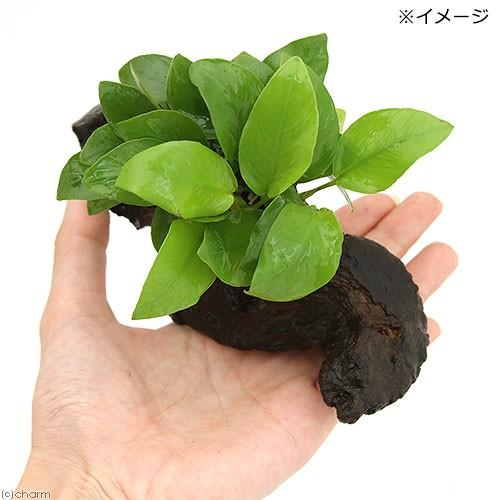 チャーム（charm） （水草）定番のアヌビアス ナナ3種流木SSサイズ