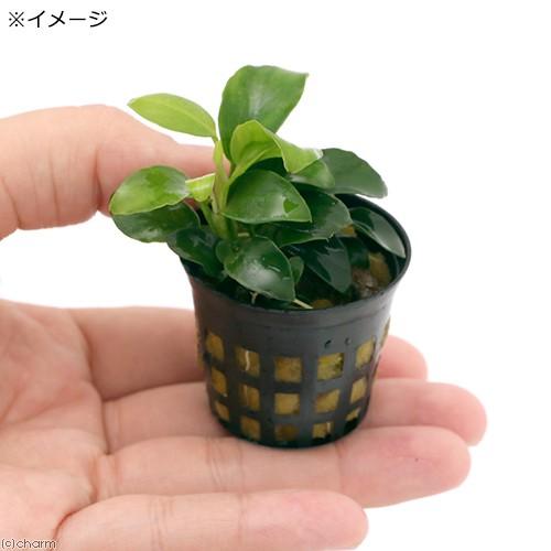 チャーム（charm） （水草）アヌビアスナナ プチ（水上葉）（1ポット
