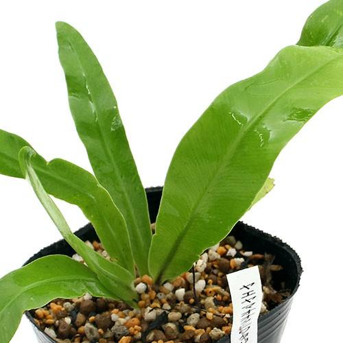 山野草 シダ 羊歯 ヤエヤマオオタニワタリ 八重山大谷渡 ３号 １ポット チャーム Charm Paypayモール店 通販 Paypayモール