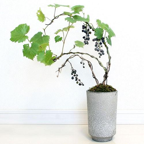 チャーム（charm） （山野草）一才ヤマブドウ（一才山葡萄） 3号（1