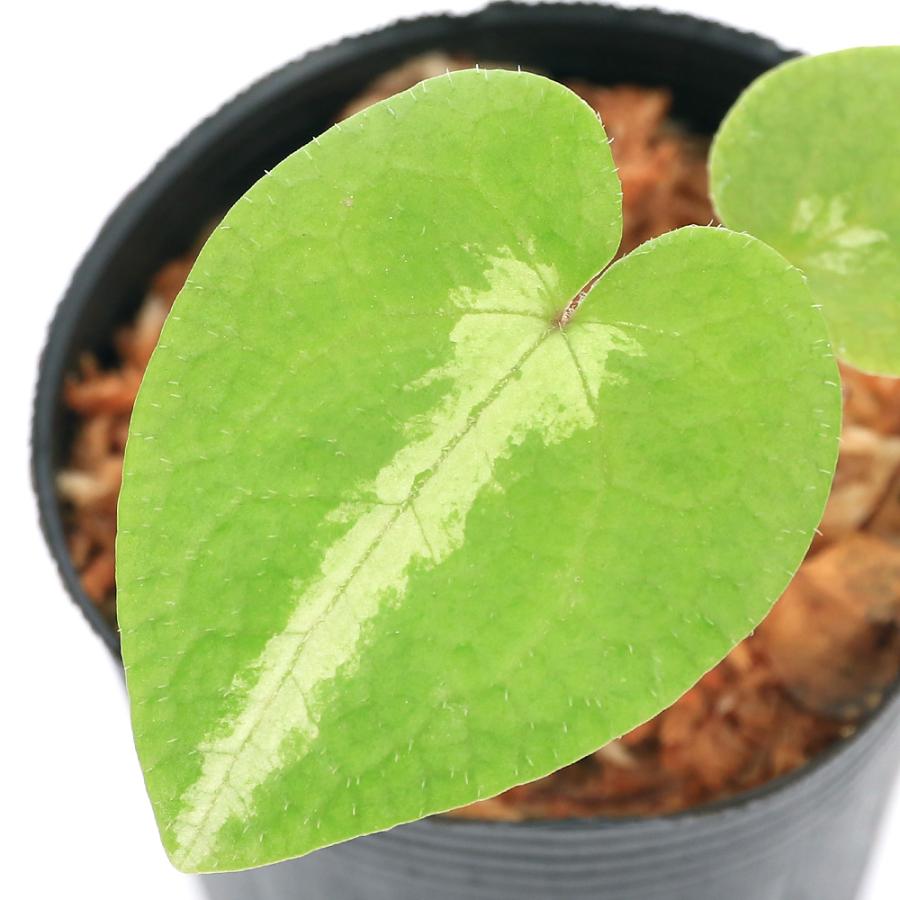 チャーム（charm） （山野草）フタバアオイ（二葉葵）斑入りオナガ