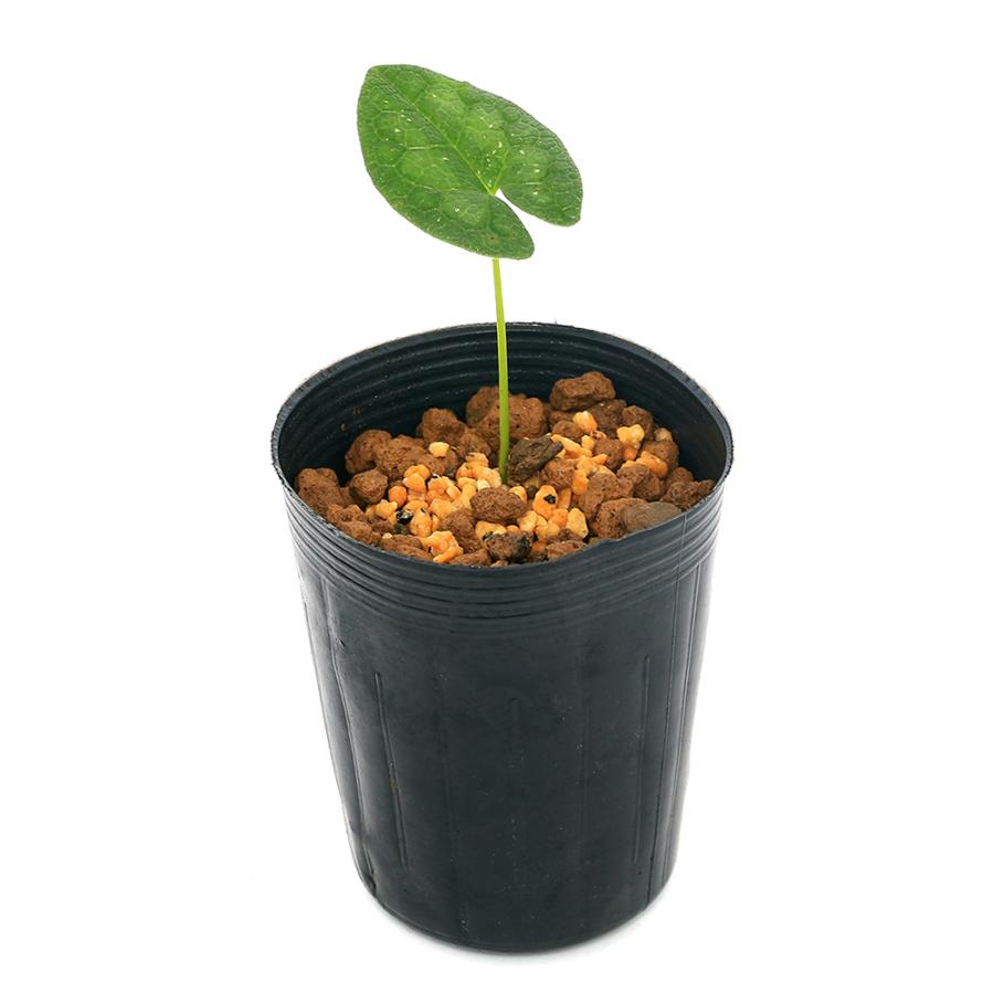 チャーム（charm） （山野草）カンアオイ（寒葵）アマギカンアオイ