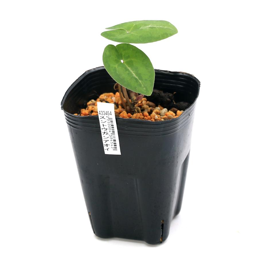 チャーム（charm） （山野草）カンアオイ（寒葵）スントウカンアオイ