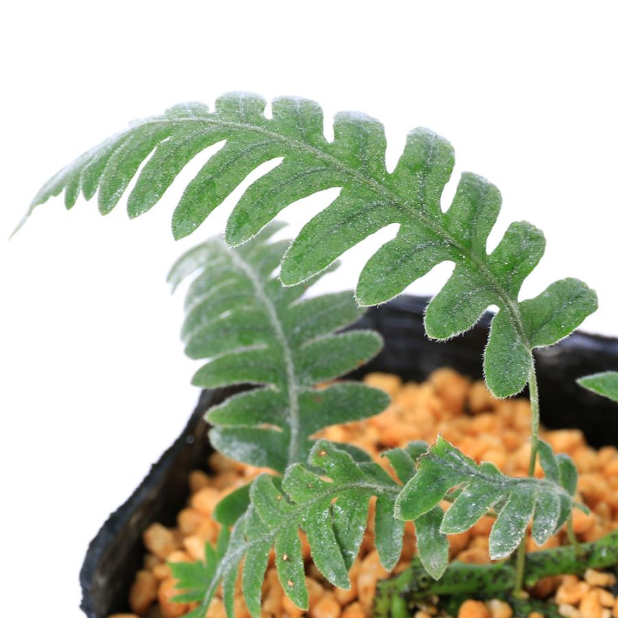 チャーム（charm） （山野草）シダ（羊歯）アオネカズラ（青根葛）3号