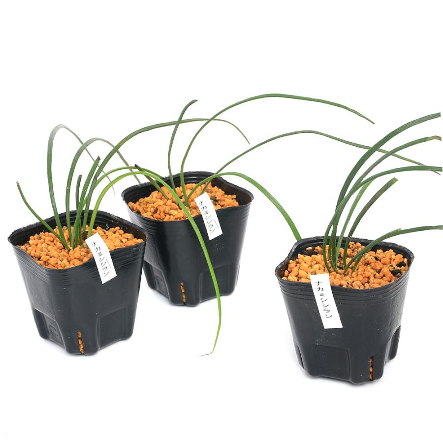 チャーム（charm） （山野草）シダ（羊歯）ナカミシシラン（中実獅子蘭