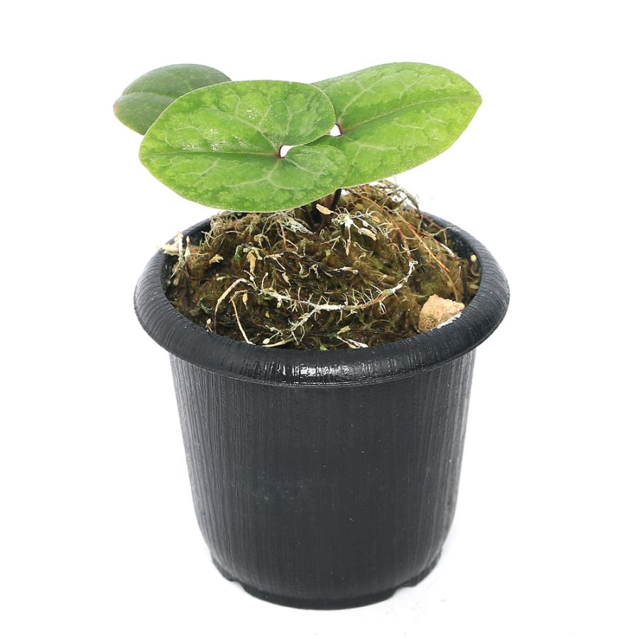チャーム(ペット) (山野草)カンアオイ(寒葵 チャーム(ペット) (山野草)カンアオイ(寒葵