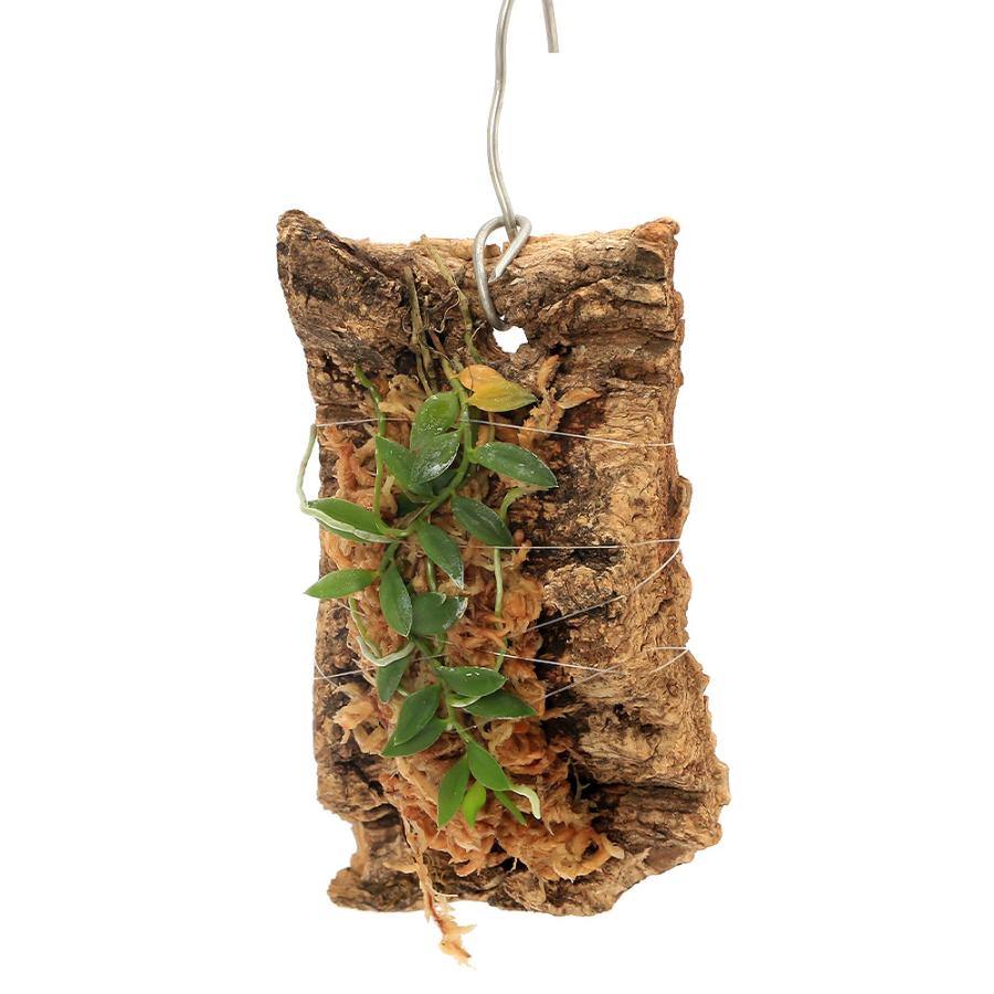 山野草）モミラン（樅蘭）コルク付き : チャーム charm ヤフー店