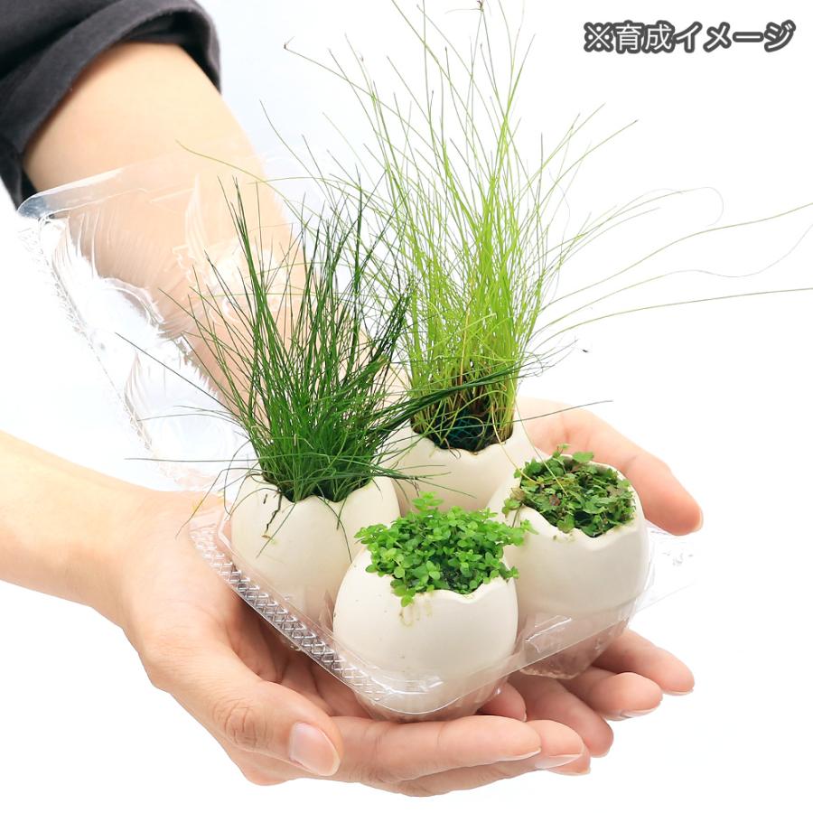 チャーム（charm） （水草）エッグプランター おまかせプランツ エッグ