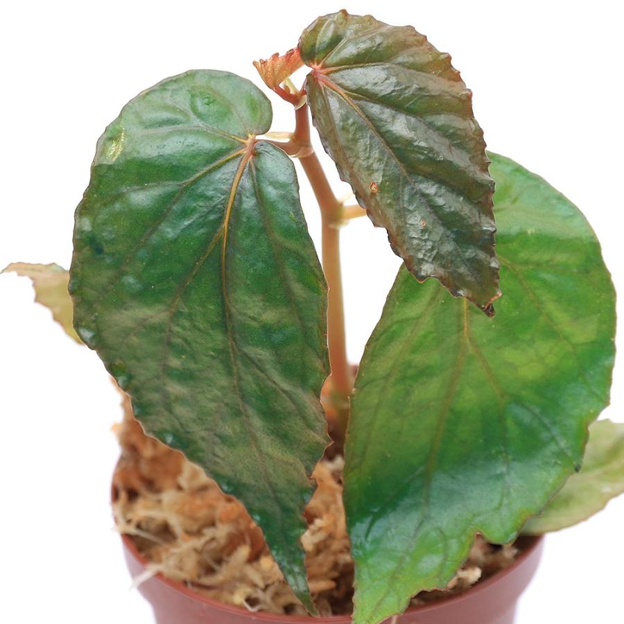 チャーム（charm） （テラリウム）ベゴニア カプアスフルエンシス