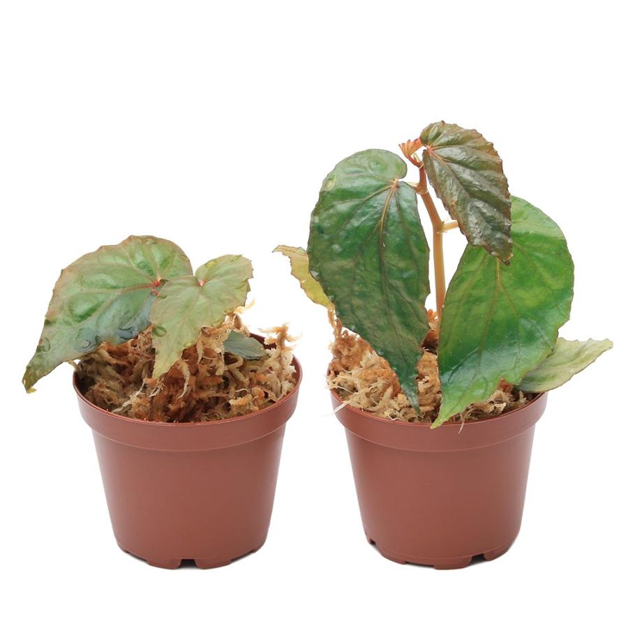 専用！訳ありカプアスフルエンシス Begonia【旧テムユク】ベゴニア　原種 C 専用！訳ありカプアスフルエンシス Begonia【旧テムユク】ベゴニア