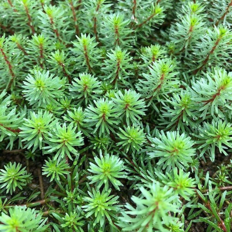 Michi Fall水草 Michi Fall水草 Aquarium/Setup #3] A small aquarium