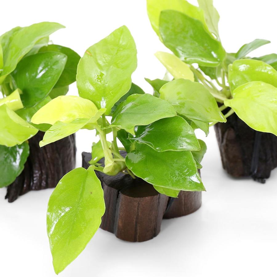 アヌビアス　ゴールデンフレーム　半水中葉~半水上葉　3株 水草）アヌビアスナナ ゴールデン 切り株流木 ミニサイズ（水上葉