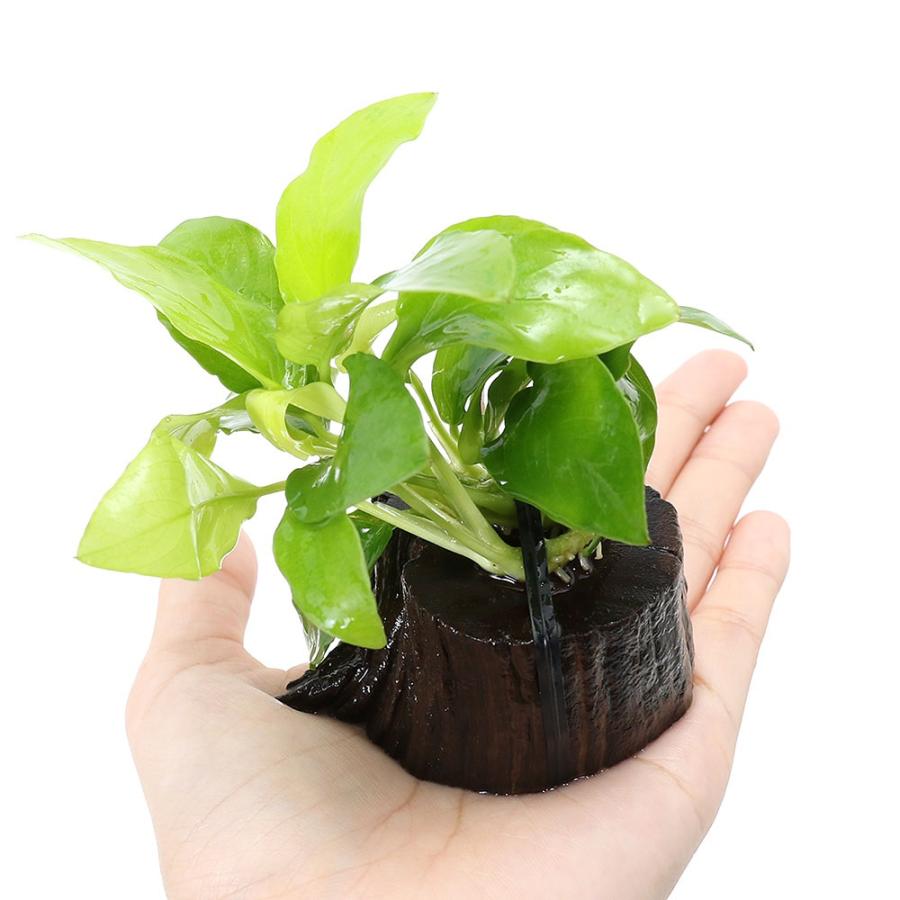 水草）アヌビアスナナ ゴールデン 切り株流木 ミニサイズ（水上葉