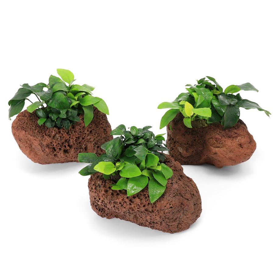チャーム（charm） （水草）溶岩石鉢 おまかせアヌビアス3種寄せ植え