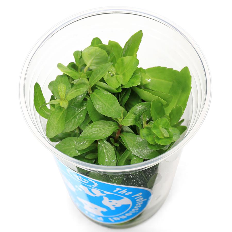 （水草）イキイキカップ入り水草　新緑　〜ＳＩＮＮＲＹＯＫＵ〜　４種（無農薬）（水上葉）（１カップ）（水草説明書付） | 