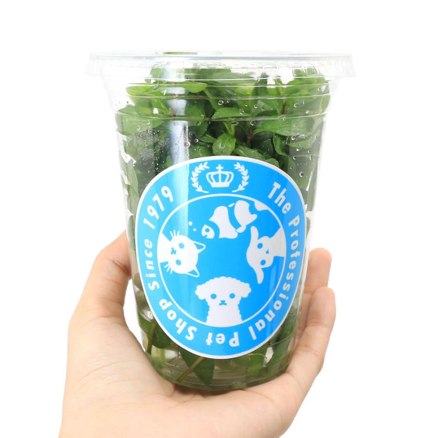 （水草）イキイキカップ入り水草　新緑　〜ＳＩＮＮＲＹＯＫＵ〜　４種（無農薬）（水上葉）（１カップ）（水草説明書付） |  | 01