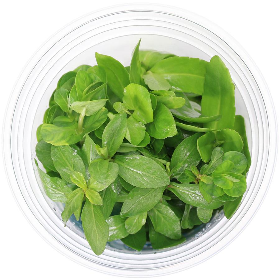 （水草）イキイキカップ入り水草　新緑　〜ＳＩＮＮＲＹＯＫＵ〜　４種（無農薬）（水上葉）（１カップ）（水草説明書付） |  | 02