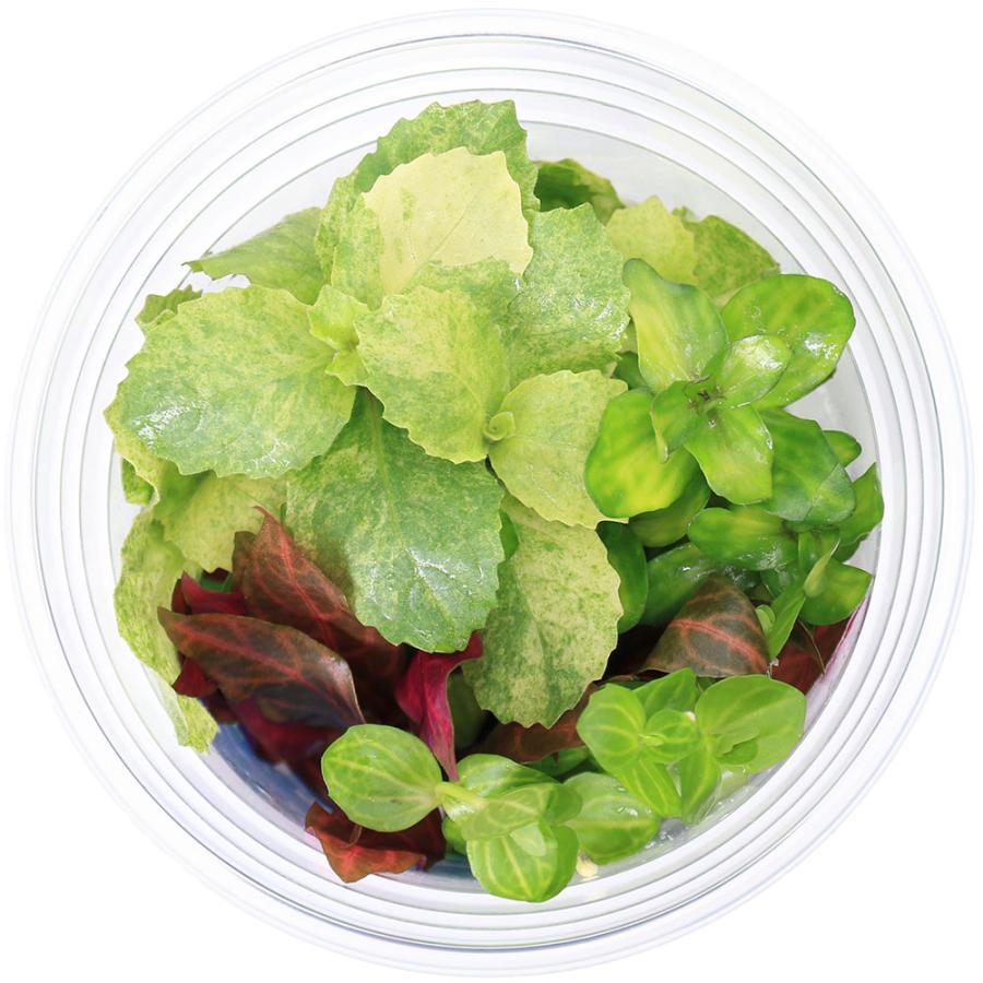 （水草）イキイキカップ入り水草　斑入りミックス　〜ＶＡＲＩＥＧＡＴＥＤ〜　４種（無農薬）（水上葉）（１カップ）（水草説明書付） |  | 02