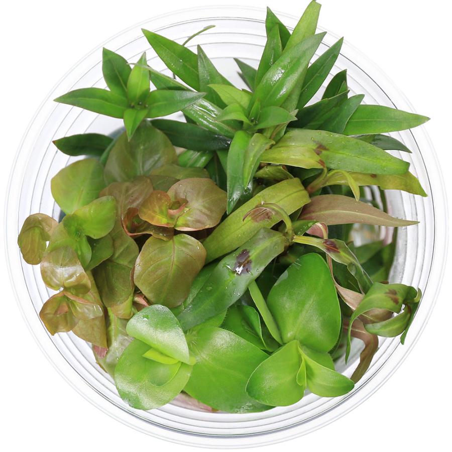 水草）イキイキカップ入り水草ビオトープ向き水草〜BIOTOPE