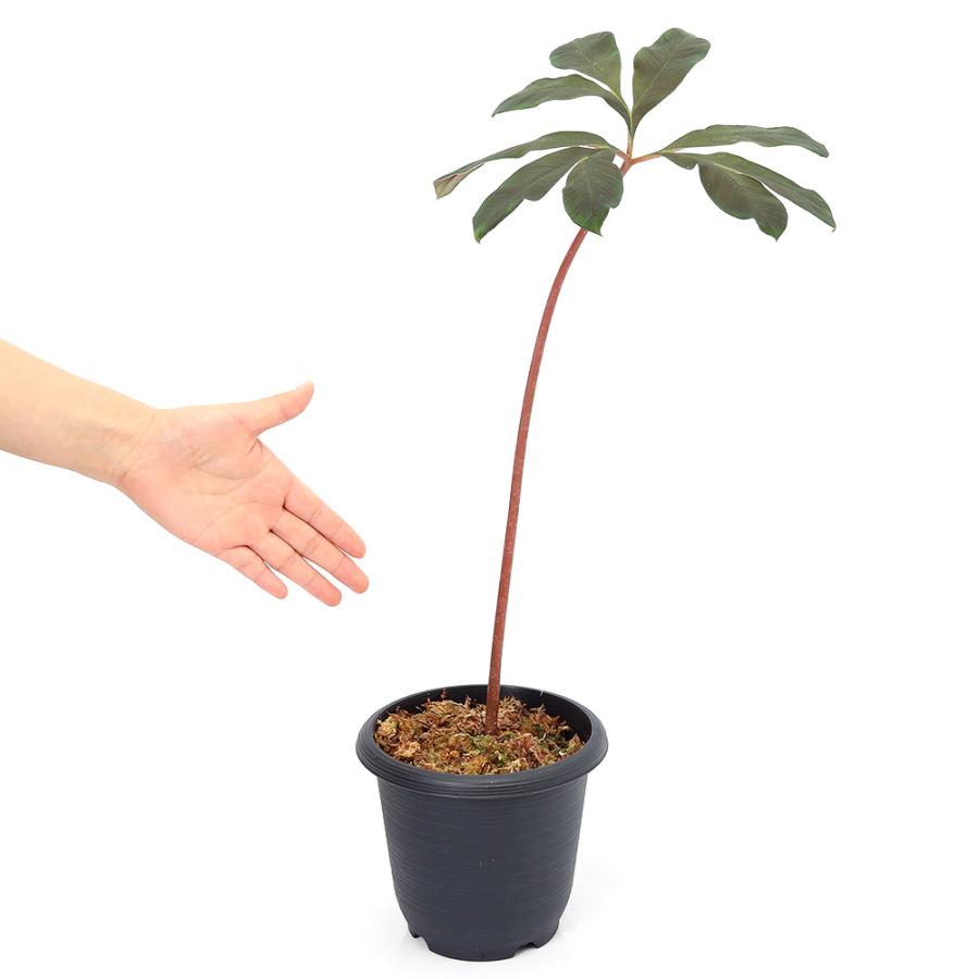 テラリウム）アモルフォファルス アトロビリディス 球根（1個