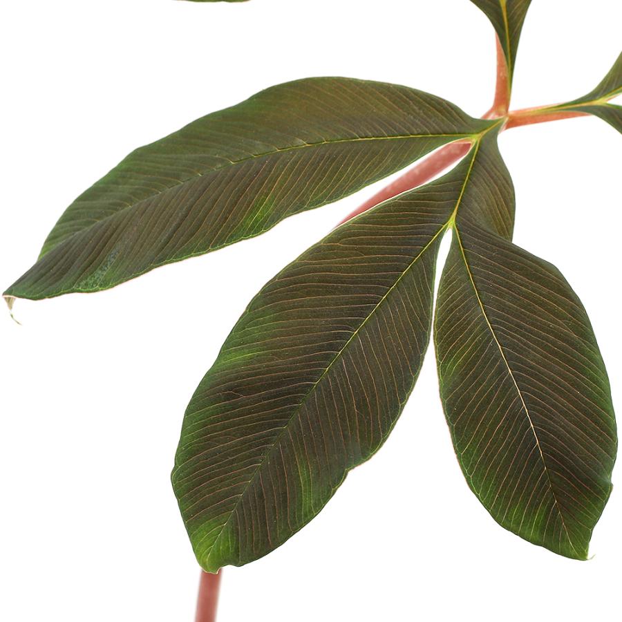 テラリウム）アモルフォファルス アトロビリディス 球根（1個