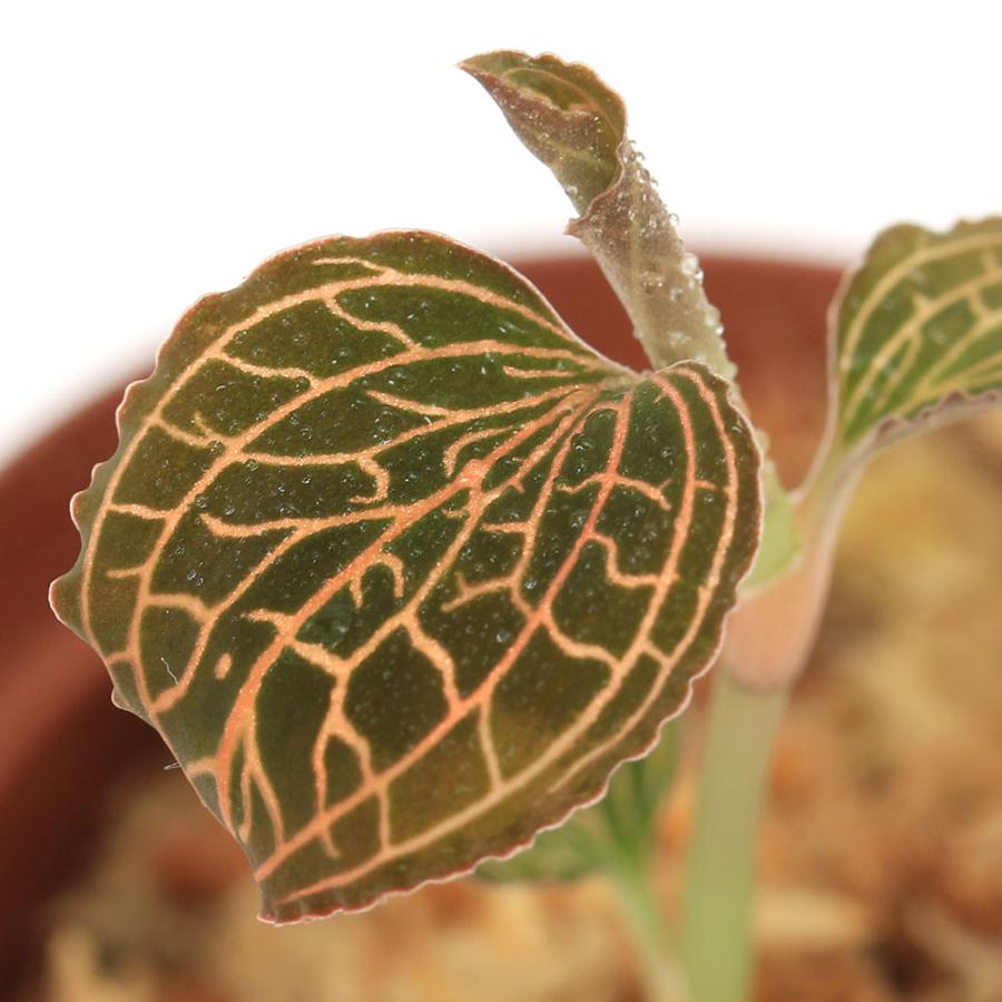 テラリウム）アネクトキルス アルボリネアータス Lady 