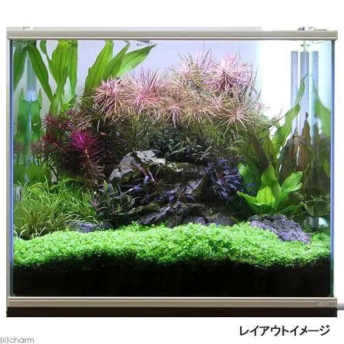 水草）前景草 3種セット（水上葉）（無農薬） （1個） : チャーム