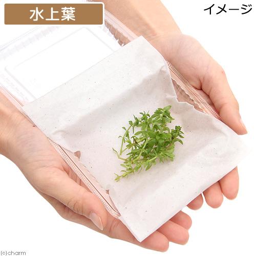 水草）ベトナムゴマノハグサ（水上葉）（無農薬）（30本